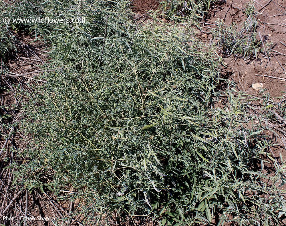 Euphorbia aulacosperma